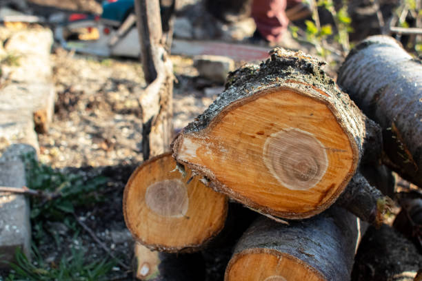 Best Tree Removal  in USA
